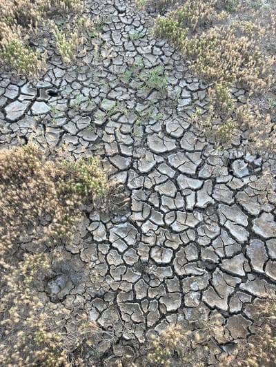 An overhead view captures a landscape dominated by severely cracked, dry earth, suggesting extreme arid conditions or a recently desiccated area, potentially near Kaspiysk, Russia. The ground displays a distinctive polygonal pattern of deep fissures, typical of dried clay or mud. The color palette is predominantly greyish-brown, with lighter grey and whitish patches visible within the cracks and on the surface, indicative of mineral or salt deposits.

Amidst the parched earth, resilient vegetation is scattered across the frame. Clusters of small, spiky, light green plants are visible, appearing to be surviving or newly emerging despite the harsh environment. Interspersed with these are patches of dry, light brown, wispy vegetation, likely withered grasses or seed heads, suggesting past growth that has succumbed to the dryness.

In the lower-central part of the image, a distinct impression, resembling a large animal's footprint or a human boot print, is embedded in the cracked earth, further highlighting the ground's dry and firm state. The scene is illuminated by bright daylight, creating subtle shadows and emphasizing the intricate textures of the cracked surface and the varied vegetation. No human figures or activities are depicted, and there is no visible text. The overall scene conveys a powerful sense of environmental dryness and resilience of life.