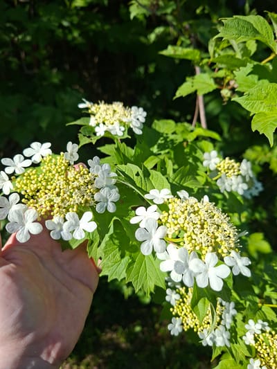 The image captures a close-up view of a flowering plant, likely a species of Viburnum, with a human hand gently supporting one of its branches. The plant displays distinctive inflorescences, each composed of a central cluster of numerous small, yellowish-green fertile flowers or buds, encircled by an outer ring of larger, showy, sterile white flowers with four or five petals. The leaves are vibrant green, textured, and appear lobed or toothed.
A light-skinned human hand, with visible knuckles and creases, is positioned beneath one of the flower clusters, appearing to hold or present it. The scene is set outdoors under bright, natural sunlight, creating strong highlights on the leaves and white petals and casting some soft shadows on the hand. The background is a blurred expanse of dark green foliage, indicating a natural, possibly garden or wooded, environment.
The activity depicted is the interaction of a person with a flowering plant, suggesting observation or appreciation. The time of day appears to be daytime, given the clear and sunny conditions. No text is visible in the image. The provided location context is Kondratovo, Russia.