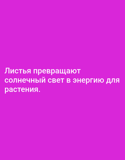 The image shows text on a solid bright pink background. The text is in white and reads: "Листья превращают солнечный свет в энергию для растения." This translates to "Leaves convert sunlight into energy for the plant." There are no people, objects, or environmental features visible in the image, and no discernible connection to Yazy, Turkmenistan.