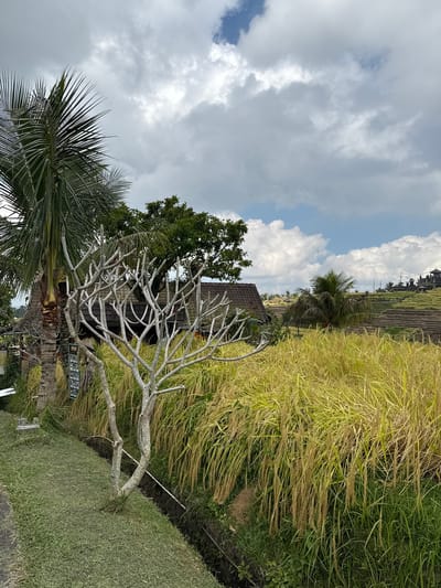 The image shows a landscape view of terraced rice paddies in Penebel, Indonesia. In the foreground, there is a grassy slope next to a narrow ditch. A leafless tree with white branches stands on the grassy area. To the left, a palm tree is visible, with a building that has a tiled roof behind it. The rice paddies, golden with ripe crops, extend into the middle ground and background. Further in the distance, more terraced fields and structures can be seen, suggesting a rural or agricultural setting. The sky is partly cloudy with white cumulus clouds.
