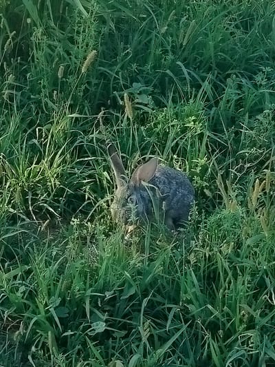 A rabbit is partially obscured by tall green grass. The rabbit appears to be foraging in the vegetation. The environment is a grassy area, consistent with a natural or semi-natural setting. No human presence or urban elements are visible in the image, nor is there any indication of the specific location within the city of Көлкент, Kazakhstan.