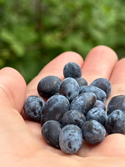 In the city of Zykovo, Russia, a person's hand is holding a cluster of dark blue berries, possibly blueberries or huckleberries. The berries are of varying sizes and shapes, some round and others more elongated, with a slightly dusty bloom on their surfaces. The hand, with its visible lines and peach-colored skin, cradles the fruit, creating a stark contrast between the organic textures of the skin and the smooth, plump berries. The background is a soft blur of vibrant green foliage, suggesting an outdoor setting, possibly a garden or natural environment. The lighting is natural, highlighting the texture and sheen of the berries.