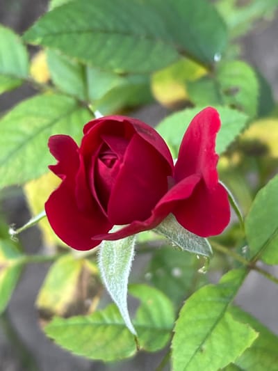 This media file is a close-up, eye-level photograph of a single, dark red rosebud. The rosebud is the primary subject, positioned centrally in the frame. It is partially open, revealing tightly furled inner petals and a few delicately curved outer petals. The rosebud appears to be in the early stages of blooming, with its color a deep, rich crimson.

Surrounding the rosebud are blurred green leaves, some of which show hints of yellowing or browning, suggesting the transition of seasons or natural aging. A thin stem, supporting the rosebud, is visible extending downwards, with a tiny, almost imperceptible spider at its base. The background is a soft, out-of-focus blur of green and grey, with hints of brighter yellow from unseen foliage or perhaps sunlight filtering through.

The lighting suggests it might be daytime, with soft, diffused light, possibly indicating an overcast day or a shaded location. There are no people or obvious human activity depicted. The overall mood conveyed is one of natural beauty, stillness, and the quiet unfolding of life. The focus is solely on the intricate details of the rosebud and its immediate botanical surroundings. The location context provided is Branipole, Bulgaria, which is a factual piece of information about the image's origin, not visually discernible from the image itself. No text is visible in the image.
