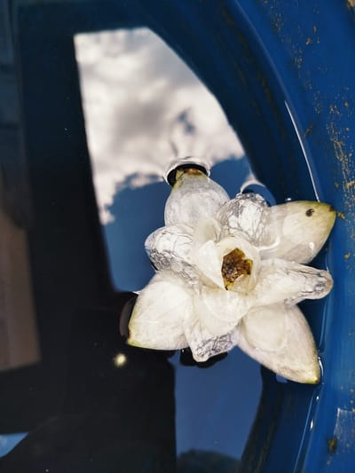 A white lotus flower floats on dark water within a blue container. The container's rim, visible in the upper right, is chipped and stained with yellow. A reflection of a cloudy sky is cast on the water's surface to the left of the flower. The image was taken in Баравухскі сельскі Савет, Belarus.