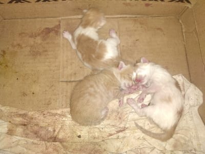 The image depicts three newborn kittens contained within an open, corrugated cardboard box in the city of Quesada, Costa Rica. The interior floor and lower walls of the cardboard box exhibit multiple dark reddish-brown stains, consistent with dried biological fluids.

In the lower right section of the box, an off-white fabric cloth, also marked with reddish-brown stains, functions as bedding. Two kittens are positioned on this fabric: one cream-colored kitten with light brown patches, lying on its left side, and an adjacent light orange kitten, lying on its right side, facing the cream kitten. Both kittens display closed eyes, indicating a state of rest.

The third kitten, an orange and white individual, rests directly on the cardboard surface in the upper-left area of the box, positioned on its back or side, also with closed eyes. All three subjects appear to be in a state of repose. No human subjects or additional objects are visible within the frame.