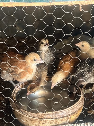 The scene depicts multiple young fowl, identified as chicks, confined within a wire mesh enclosure in Birnin Kebbi, Nigeria. The wire mesh, forming hexagonal patterns, occupies the foreground. At least six distinct chicks are visible, exhibiting varied plumages including light yellow, reddish-brown, and mottled grey patterns. A circular, light-colored, shallow bowl, likely ceramic or plastic, rests on the enclosure floor, containing a reflective liquid. One light yellow chick is actively drinking from this bowl, with its beak submerged. Other chicks stand or move within the confined space. The floor of the enclosure consists of packed earth or bedding material. The background is dark and indistinct, while a wooden beam is visible at the top edge of the enclosure.