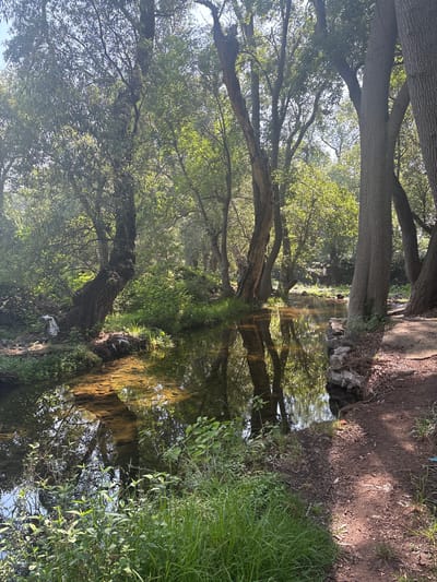 The image depicts a stream flowing through a wooded area. The scene is located in Santiago Tlautla, Mexico. Tall trees with green foliage line the banks of the stream, casting shadows on the water. The trunks of the trees are visible, some leaning towards the water. The water is shallow and clear, with reflections of the trees and sky visible on its surface. The stream bed is covered with rocks and gravel. The banks of the stream are overgrown with grass, weeds, and shrubs. The ground is dirt and the lighting appears to be natural and diffused, suggesting the photo was taken during the day. There are no people visible in the frame.