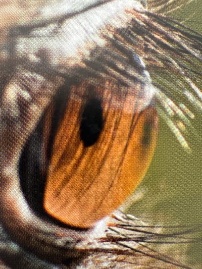 This is a macro photograph of an owl's eye. The owl's eye is large and round, with a prominent pupil that is dark and oval-shaped. The iris is a warm brown color with radiating lines and darker streaks, giving it a textured appearance. Surrounding the eye are thick, dark feathers that create a fringe, with some lighter, fluffy feathers visible below. The background is out of focus, showing a mottled green and brown pattern, suggesting foliage or a natural environment. The lighting appears to be natural, possibly daylight, casting a shadow on the lower part of the iris. There is no text visible in the image. The image is detailed, highlighting the intricate patterns and textures of the owl's eye and feathers. The close-up perspective creates an intimate and intense view of the subject.