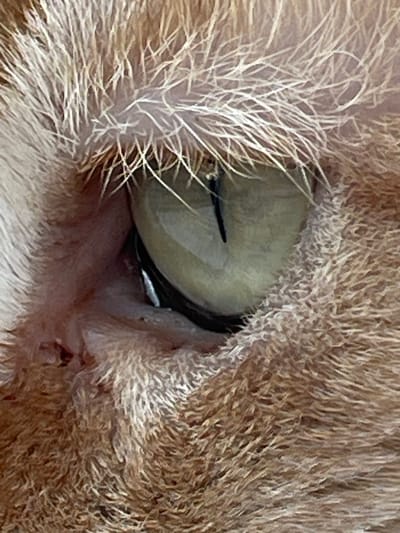 This is a close-up, eye-level, extreme macro photograph of the left eye of an orange tabby cat. The image focuses on the eye and the surrounding fur. The cat's pupil is a vertical slit, indicating a bright environment. The iris is a pale green or yellowish-green color, with some darker markings within it. The eye is reflective, showing highlights from the light source. The fur around the eye is long and light brown, with individual strands visible. There is a hint of the cat's pink eyelid and the inner corner of its eye. The background is out of focus, suggesting a shallow depth of field. There is no indication of location in the city of Rozsoshentsi, Ukraine, or any other environmental details.