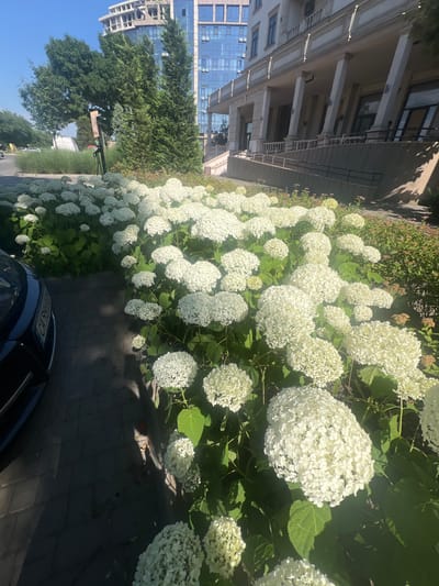This is an outdoor, eye-level shot of a large cluster of white hydrangeas in bloom. The hydrangeas are densely packed and take up the majority of the lower and middle portions of the frame, with their large, round flower heads prominently displayed. The flowers are a pure white, with a few tinges of yellow on some of the older blooms. The leaves are a deep green and appear healthy.
To the left of the flowers, a portion of a dark-colored car is visible, parked on a dark gray brick paver walkway. The car's license plate, though partially obscured by the flowers, appears to be light-colored with black lettering.
In the background, a light-colored building with classical architectural elements, including columns and a prominent roofline, is visible. Behind this building, a modern, multi-story building with a glass facade stands tall. Green trees and bushes are scattered throughout the scene, adding to the natural environment. The sky is a clear, bright blue, indicating a sunny day. The overall scene depicts a well-maintained outdoor area, possibly in a residential or commercial district. The location is identified as Fontanka, Ukraine.
