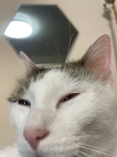 A close-up, low-angle, selfie-style shot shows a white cat with grey markings on its head and ears. The cat's eyes are partially closed, and its pink nose is in sharp focus. In the background, a hexagonal object with a bright light source is visible, possibly a ceiling light fixture. The environment appears to be indoors with a neutral-colored wall. No specific location in Podstepki, Russia, can be determined from the image.