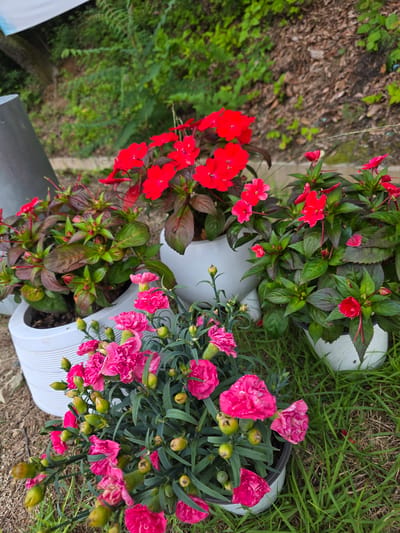 Three white planters contain flowers. The planter on the left has a plant with green and reddish-brown leaves and some red buds. The middle planter has bright red impatiens. The planter on the right also has impatiens with red flowers and green leaves, some with reddish undersides. In front of the planters, a pot contains pink carnations with numerous green buds and some opened flowers. The planters are on a gravelly surface with patches of green grass. In the background, a blurry green forest area with a tree trunk is visible. The image appears to have been taken outdoors during daylight. There are no people or animals visible. The location is identified as a roadside in Daejeon, South Korea.