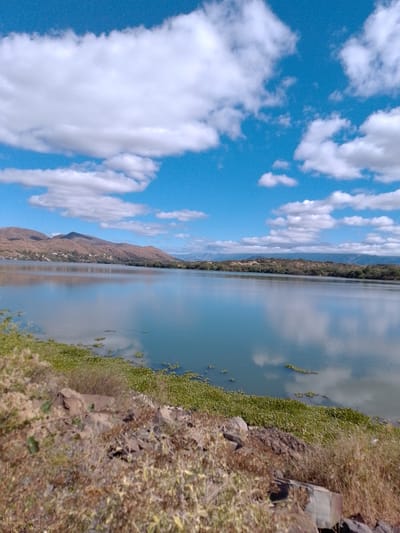 The image shows a lake landscape in Municipio Tarija, Bolivia. The sky is blue with scattered white cumulus clouds, which are reflected in the calm water of the lake. The lake stretches towards a line of hills and low mountains in the background. The shoreline features some aquatic vegetation and a foreground of rocky terrain with dry grasses and foliage. No people are visible in the scene.
