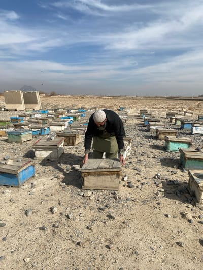 In Nakhonay, Afghanistan, a wide-angle outdoor shot captures a man tending an apiary on arid ground under a partly cloudy sky. The man, clad in a white skullcap, dark long-sleeved shirt, and a light olive-green apron, is bent over, holding the wooden lid of a beehive with both hands. The beehive is a light-colored wooden box, resting directly on the stony, dusty ground. Numerous similar wooden beehives, varying in color from natural wood to faded blue, green, and white, are scattered across the dry, gravelly terrain extending into the background. Many hives have rocks placed on their lids. In the distant left background, two large concrete barriers are visible, with a distinct, jagged mountain peak rising behind them. The horizon is flat and hazy, suggesting an expansive, dry landscape.