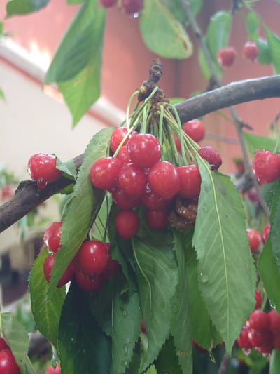 The image depicts a close-up of a cherry tree branch laden with ripe red cherries and green leaves, located in Sofronievo, Bulgaria. Numerous water droplets are visible on the cherries and leaves, indicating recent precipitation. A prominent cluster of approximately twenty bright red cherries hangs from the central branch, with individual cherries varying slightly in shade and several clearly displaying reflective water beads. One shriveled, dark brown cherry, indicative of spoilage, is visible within the main cluster. Green, serrated-edged leaves intersperse the fruit. A horizontal brown branch traverses the mid-ground, supporting the foliage and fruit. The background is out of focus, revealing blurred light-colored structures on the left and a dominant reddish-pink expanse, possibly a building or wall. No human figures or discernible actions are present.