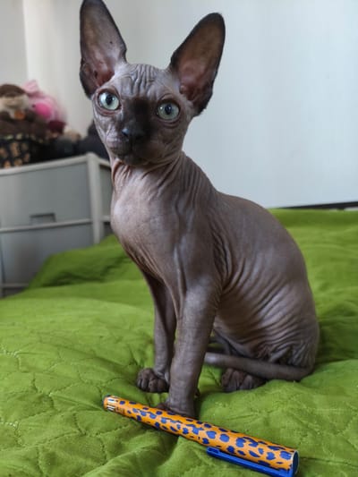 A Sphynx cat with wrinkled skin and large ears sits on a bright green textured blanket. The cat's eyes are wide and green. In front of the cat lies an orange and blue patterned pen. In the background, a grey dresser with drawers is visible, and on top of it are some blurred stuffed toys, one of which is pink. The scene is indoors, with a plain white wall in the background. The image is a medium shot, focusing on the cat and the pen in the foreground. There is no information in the image to suggest a location in Речицы, Russia.