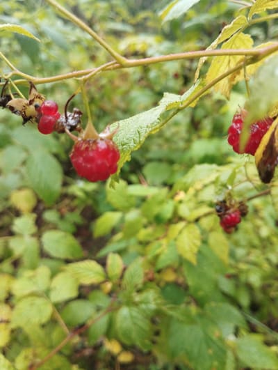The image shows a close-up of a raspberry bush in a natural outdoor environment, likely in a rural setting. The focus is on several ripe red raspberries hanging from a thin branch. Some of the raspberries are fully formed and vibrant red, while others appear slightly less developed or are clustered together. The leaves of the bush are visible, varying in color from bright green to yellowing, suggesting an autumn season or a stage of growth. The background is blurred, showing more foliage and an indistinct natural landscape. There are no people or specific man-made structures visible. The lighting suggests an overcast or diffused light condition. The scene appears to be located within the Грабаўскі сельскі Савет, Belarus, based on the provided context, though the visual elements themselves do not provide explicit geographical markers.