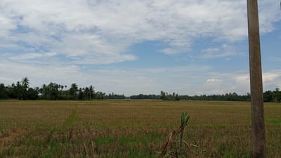 An outdoor, eye-level, wide shot captures a rural landscape in Kilometer Delapan, Indonesia. The foreground features a brown and green field, possibly harvested rice paddies, with a tall, grey concrete utility pole on the right side of the frame. Beyond the field, a line of diverse green trees and palm trees forms the horizon. The sky above is a pale blue, dotted with scattered white clouds. The scene is static and lacks any human presence or apparent activity.