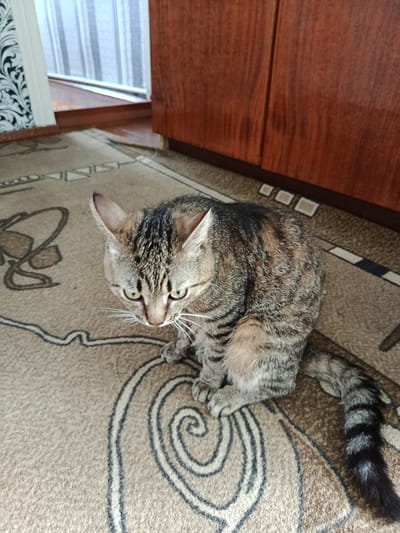 A tabby cat sits on a patterned carpet in what appears to be a domestic setting. The cat has grey and black stripes and green eyes. Behind the cat, a wooden cabinet is visible. To the left of the cat, there is a doorway leading to another room with striped wallpaper. The overall scene suggests an indoor environment, possibly a living room or hallway. The location in Kostopil, Ukraine, is inferred from the context provided.