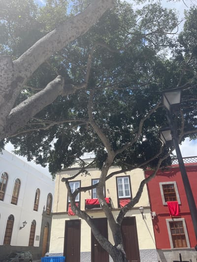 The image shows a large tree with thick branches and dense foliage. The tree is located in the city of Las Palmas de Gran Canaria, Spain, at the coordinates 28.099 latitude and -15.416 longitude. The tree casts a shadow over two adjacent buildings. The building on the left is white with a brown door and windows. The building on the right is red with windows. There are two red banners hanging from balconies on the right building. A streetlight with a black lamppost stands on the right side of the image. The image was taken on a bright, sunny day. The sky is blue with some clouds. The image was taken from a low angle, looking up at the tree.