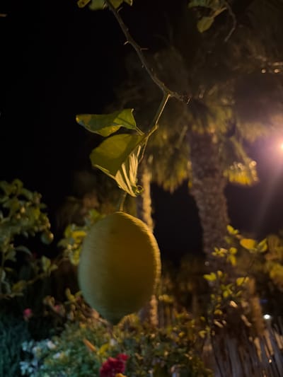 A single, yellow, round fruit, possibly a lemon, hangs from a branch with green leaves. The fruit is the primary subject, in focus and well-lit, while the background is dark and blurred. Visible in the background are the textured trunk of a palm tree and other out-of-focus foliage, suggesting an outdoor setting at night. The presence of a bright light source, possibly a streetlamp, is indicated by a glowing orb in the upper right corner of the image, illuminating parts of the palm tree and the surrounding vegetation. The scene appears to be captured in a location with palm trees and flora, consistent with the climate of Orihuela, Spain, specifically a garden or street in the city. No people or actions are depicted.