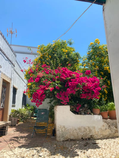 The image shows a narrow alleyway in the city of Olhão, Portugal, on a bright, sunny day. The alley is paved with cobblestones and lined with white-washed buildings. In the foreground, a green folding chair sits in the middle of the alley, casting a shadow on the ground. Scattered on the ground are yellow flower petals. To the left, a white building with a brown-framed window and dark shutters is visible. A wooden bench made of cinder blocks and planks sits in the far left corner.

Dominating the center of the image is a large bush with vibrant pink and yellow flowers. The pink flowers, likely bougainvillea, are a striking contrast against the bright yellow flowers of a tree behind it. The bush is partially contained by a textured white-washed wall. Several potted plants, including terracotta pots with green foliage, are placed on top of this wall.

In the background, a clear blue sky is visible. On the roof of the building to the left, an antenna with four horizontal elements and a vertical pole is mounted. The overall impression is a charming, sun-drenched corner of a Mediterranean town.