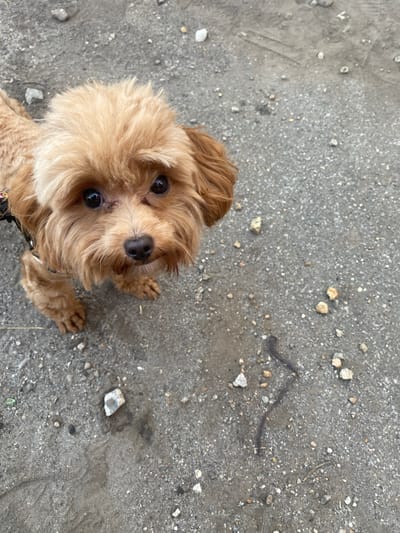 This is a top-down, close-up photograph of a small, light brown dog with dark eyes and a dark nose, resting on a gray, pebbly ground. The dog's fur is fluffy and appears somewhat tousled, framing its face and ears. Its head is tilted slightly, and it is looking directly up at the camera with an alert and possibly curious expression. One of its front paws is visible, resting on the ground. The ground is made up of small stones and dirt, with some larger pebbles scattered around. In the background, there is a dark, sinuous object on the ground, possibly a piece of bark or a dried leaf. The lighting suggests it is daytime, and the overall setting appears to be outdoors, in an unpaved area. The scene is static, focusing solely on the dog and its immediate surroundings. There is no visible text in the image. The dog's gaze and slightly tilted head convey a sense of engagement and perhaps a touch of playfulness. The texture of the ground contrasts with the softness of the dog's fur.