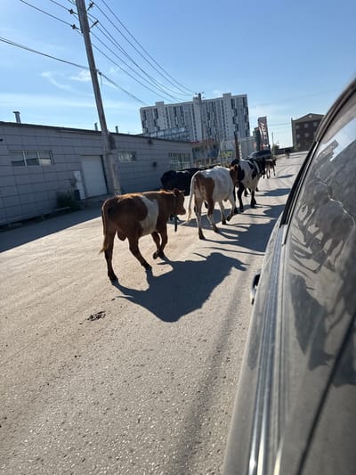 A herd of cattle is walking down a paved road in the city of Prigorodniy, Russia, in what appears to be a semi-urban or industrial area. The cattle are predominantly brown and white, with some black and white individuals. They are walking in a line, moving away from the camera. In the foreground, a brown and white calf is closest, with a green collar. Behind it are several other cows. The road is asphalt and appears to be in good condition. On the left side of the road, there is a low, grey, industrial-style building with several windows and doors. Further in the background, there are tall, modern apartment buildings and other structures, including a sign for "LADA." Overhead, power lines are strung between wooden utility poles. The sky is clear and blue with a few wispy clouds. The sun is casting long shadows, indicating it is likely late afternoon. The image is taken from a low angle, possibly from inside a vehicle, as suggested by the reflection on the right side of the frame, which shows the side of a dark-colored car. There are no people visible in the image. The overall scene depicts an unusual juxtaposition of livestock in an urban environment.
