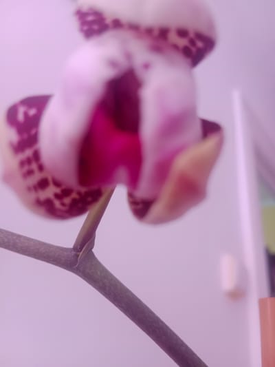 The image is a close-up, out-of-focus photograph of a pink and purple orchid with dark spots. The flower is on a stem, which is visible in the foreground. The background is a blurred pale purple or pink. There is a white wall and a sliver of a wooden object in the far right of the image. No specific location in Bydgoszcz, Poland is identifiable.