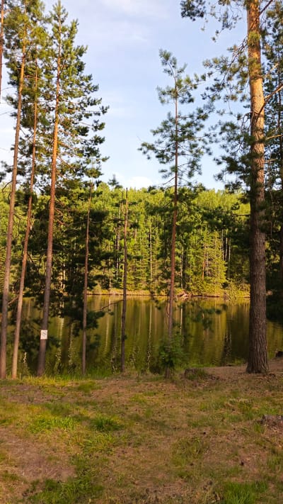 A serene lake is bordered by a dense forest of pine and deciduous trees. The water reflects the surrounding greenery and the clear, pale blue sky. The foreground is a grassy clearing with scattered pine needles and a few tree stumps. Several tall pine trees stand prominently in the foreground, casting long shadows. A small, circular sign with a red border and a diagonal line is visible on one of the trees. The scene evokes a sense of untouched nature and tranquility. The location is identified as being in the city of Mishkino, Russia, suggesting a natural landscape within or near the urban area.