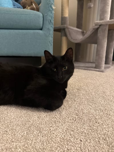 In Phoenix, Arizona, a black cat with yellow eyes lies on a beige carpet. The cat is facing the camera and is positioned to the left of the frame. Behind the cat, a portion of a light blue armchair is visible, with a stuffed toy resting on it. To the right of the cat, a multi-level cat tree with grey platforms and scratching posts is partially visible. The lighting in the image appears to be artificial and ambient, casting soft shadows. The overall scene suggests an indoor domestic setting.