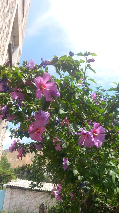 This media file depicts a view looking up at a flowering tree with large, vibrant purple hibiscus flowers against a bright blue sky with scattered clouds. The branches of the tree are laden with lush green leaves and numerous blossoms, some fully open and others in bud. A few drooping, darker purple flowers are also visible amongst the foliage.
In the lower left portion of the image, a section of a light-colored brick building with a tiled roof is visible. The building appears to be a house or an older structure. The angle of the shot suggests the viewer is standing on the ground looking upwards towards the tree and the sky.
The bright sky and the full bloom of the flowers suggest a warm, sunny day, likely during the daytime in the summer or late spring. There are no people or animals visible in the frame. The scene appears to be an outdoor setting, possibly a garden or a yard adjacent to a residential area. The architecture of the building and the overall atmosphere are consistent with a location in Mailuu-Suu City, Kyrgyzstan. No text is visible in the image.