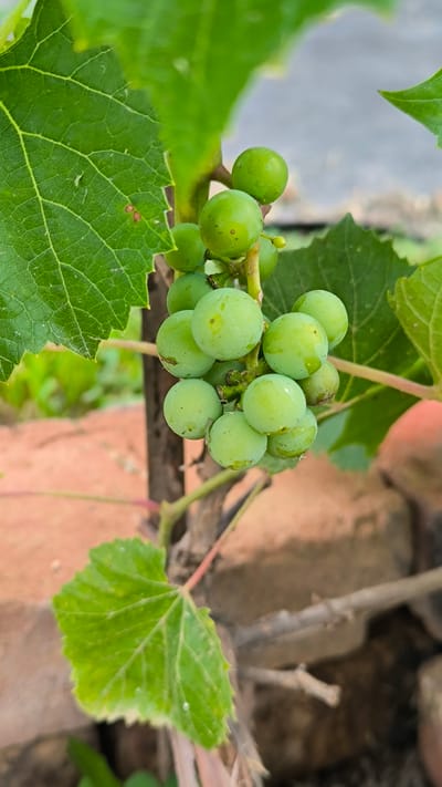This is a close-up, vertical, medium shot of a cluster of unripe green grapes on a vine, with a shallow depth of field. The grapes are round and light green, some showing small dark spots. They are hanging from a vine that extends upwards and to the right. Large, serrated green grape leaves are visible in the foreground and upper left of the frame, with their veins clearly defined.

The background is softly blurred, revealing reddish-brown bricks and hints of green foliage, suggesting an outdoor setting in what appears to be a garden or vineyard. The lighting is natural, indicating daytime, likely sunny, as evidenced by the highlights on the grapes and leaves. The overall mood is peaceful and natural, focusing on the burgeoning growth of the fruit. There is no visible text in the image. The location context of Miass, Russia, doesn't offer specific visual cues within the image itself, but it places the scene within a geographical region.