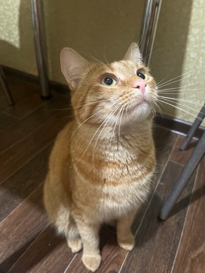 An orange tabby cat with green eyes and white whiskers sits on a dark wooden floor, looking upwards. The cat is facing slightly left, with its head tilted. In the background, there are metal chair legs and a textured, light-colored wall. The lighting suggests an indoor setting. There is no indication of the city of Kirov, Russia.
