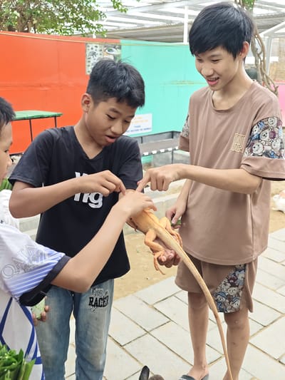 Three young males are interacting with an orange lizard in an outdoor enclosure. The enclosure appears to be part of a zoo or animal sanctuary, with a concrete floor and a chain-link fence in the background. The two males in the foreground are looking at the lizard, which is being held by one of them. The third male is to the left of the frame, also observing the lizard. The environment suggests a warm climate, with trees and foliage visible in the background. The enclosure has brightly colored walls, one orange and one teal, suggesting a playful or educational setting. The ground is paved with light-colored tiles. One of the males is wearing a black t-shirt with a white logo, blue jeans, and the other is wearing a light brown t-shirt with a pattern on the sleeves and shorts. The third male, on the left, is wearing a white and blue shirt. This scene is consistent with an educational animal encounter area within a public facility like a zoo or petting zoo.