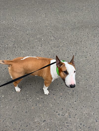 A brown and white bull terrier is on a leash, walking on an asphalt surface. The dog is wearing a bright green collar. The background is a grey, textured asphalt surface. The image appears to be taken from a slightly elevated perspective, looking down at the dog. The setting is a city street.