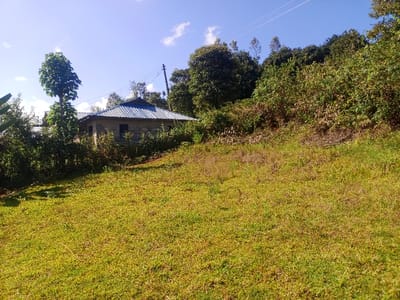 The image depicts a rural or semi-rural landscape in Kiangochi, Kenya, under bright daylight with a clear blue sky and scattered white clouds. The foreground consists of a moderately sloped grassy area, predominantly green with some drier, yellowish-brown patches. In the midground, towards the left, a single-story structure is partially visible. This building appears to be constructed from grey concrete blocks and features a blue corrugated metal gabled roof. It is largely surrounded by dense green bushes and trees, with a tall, slender tree with green foliage prominent to its left. Further behind the building and to the right, a steep hillside covered in thick green trees and shrubs forms the background. A utility pole with associated power lines is discernible extending upwards on the left side, partially obscured by vegetation. No individuals, actions, or direct interactions are visible within the frame.