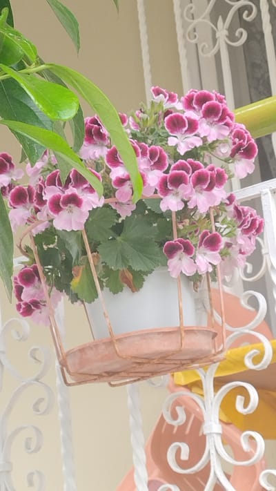 In Νέα Κερασιά, Greece, a close-up shot captures a potted plant with abundant pink and deep purple flowers, possibly geraniums, blooming in a white planter. The planter is housed within a decorative, rose-gold wire basket, which is itself suspended by a white, ornate metal stand featuring swirling scrollwork. Lush green leaves from another plant cascade into the frame from the upper left, partially obscuring the flowers. The background consists of a pale yellow wall and a white, decorative railing. The scene suggests an outdoor setting, likely a balcony or patio, given the presence of the railing and the way the planter is displayed.