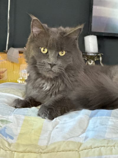 This media file shows a close-up, vertically oriented shot of a fluffy, grey cat with bright yellow eyes. The cat is positioned in the center of the frame, its head tilted slightly to the left. The cat's fur is long and appears soft. Its ears are pointed and slightly angled.

The background is blurred, but hints of objects are visible. To the left, there's a dark surface, possibly a wall or furniture, with a white cylindrical object and a decorative metallic item positioned behind the cat's head. To the right, the cat is resting on a surface covered with a colorful, striped blanket or duvet in shades of white, light blue, and pale yellow. The texture of the fabric appears soft and slightly wrinkled.

The lighting is soft and diffused, suggesting an indoor setting. There's no indication of the time of day or weather. The cat's expression is alert and curious, with its gaze directed towards the viewer or just beyond the camera. No people are visible in the frame. The overall impression is a candid snapshot of a domestic pet. The context provided indicates the location is Gölbaşı, Turkey.