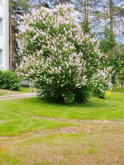 This media file depicts an outdoor scene in Kemijärvi, Finland, likely during the daytime with overcast or partly cloudy weather. The main subject is a large, mature lilac bush in full bloom, its branches laden with clusters of pale pink and white flowers. The bush is lush and full, with vibrant green foliage providing a backdrop to the blossoms.
To the left of the lilac bush, a portion of a modern, light-colored building is visible, featuring a window. Adjacent to the building and to the left of the lilac is a neatly trimmed, dense green hedge. Beyond the lilac bush, in the background, are tall coniferous trees, characteristic of a northern European landscape. A dirt or gravel path is visible in the mid-ground, curving through the well-maintained green lawn. In the far right background, a small section of a yellow structure, possibly playground equipment, can be seen.
The scene evokes a sense of peaceful, natural beauty. The focus is on the flowering lilac, suggesting it is late spring or early summer. There are no people or specific activities depicted, making it a serene snapshot of a garden or park setting. The lighting is diffused, indicating it is not the bright sun of midday. The overall impression is one of calm and the arrival of warmer seasons in Finland. No visible text is present in the image.