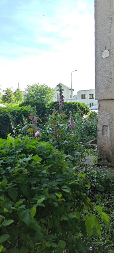 In Grigiškės, Lithuania, a garden scene unfolds under a bright sky. In the foreground, lush green bushes dominate, obscuring much of the ground. Behind them, tall stalks of foxglove, adorned with delicate pink and white bell-shaped flowers, rise majestically. Further back, a dense hedge provides a backdrop for the flowers. Beyond the greenery, modern buildings with white facades and large windows are visible, suggesting a residential or commercial area. A streetlamp stands tall on the right side of the frame, and a portion of a concrete building with a rough texture occupies the far right edge of the image. A car is partially visible in the background, suggesting the presence of a street or parking area. The scene captures a serene moment in an urban garden.