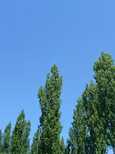 The image shows a row of tall, slender green trees against a clear blue sky. The trees are densely packed with leaves, and their tops reach high into the frame. There are thin black wires visible between some of the trees, suggesting the presence of utility lines. The scene is consistent with an outdoor environment, likely a park or a tree-lined street in Taran-Bazar, Kyrgyzstan. No people or specific structures are visible, focusing the composition solely on the natural elements and the sky.