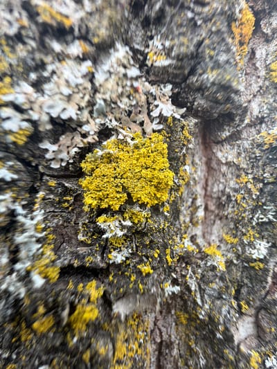 The image presents a close-up view of tree bark. The bark exhibits a rugged texture with visible cracks and crevices. Yellow and white lichens are growing on the bark surface. No people, subjects, objects or actions were observed.
The location in the city of Olingen, Luxembourg, cannot be determined.