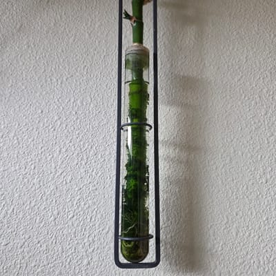 The image shows a horizontal, clear glass tube containing greenery and water, mounted on a textured white wall. The tube is held within a dark, rectangular metal frame. A portion of a green bamboo stalk is visible entering the left side of the tube. Inside the tube, there are lush green aquatic plants with visible roots, and a small amount of water. The lighting suggests it is daytime, with a shadow cast on the wall behind the object. The setting appears to be indoors, possibly a home or office in Beaverton, Oregon. There is no visible text in the image. The composition focuses on the decorative arrangement of the plant within the glass tube.