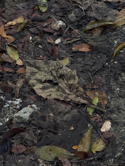 The image displays a close-up, top-down view of a forest floor in Alian, Indonesia, covered in damp, decaying leaves, twigs, and small stones. The dominant colors are browns, muted greens, and grays, creating a natural and somewhat somber atmosphere. The lighting suggests an overcast day or a shaded area, with soft shadows and minimal bright spots. There are no people or animals visible, and no specific actions or interactions are depicted. The scene appears to be a typical ground-level environment within a tropical or subtropical forest ecosystem.