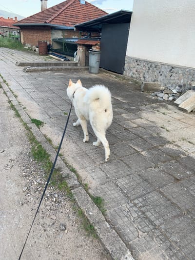 The image depicts an outdoor scene in Rozino, Bulgaria, featuring a white dog on a leash walking away from the viewer on a paved path. The dog, likely a Spitz-type breed, has a thick, curled tail and a small dark spot on its right hindquarter; it wears a dark collar with a dark leash extending forward and left out of the frame.
The ground consists of worn, rectangular concrete pavers with visible grid patterns and cracks. To the left, a concrete curb separates the paved area from a strip of dirt and gravel with sparse green vegetation.
In the left background, a building with a reddish-brown tiled hip roof and a brick facade is visible, featuring a chimney and an attached lean-to structure. A rusty metal barrel rests near the brick wall. Beyond this, other structures with similar roofs and distant mountains under a light sky can be seen.
In the right background, a building with a cream-colored stucco upper wall and a grey stone foundation is present. A dark grey metal door or gate is set into an opening under an overhang. A grey metal trash can is situated near this building, and scattered concrete debris lies on the ground nearby.