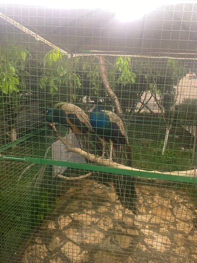 The image shows two peacocks inside a cage, presumably in Verin Ptghni, Armenia. The cage is constructed from wire mesh. Behind the cage, there is greenery and a wall.