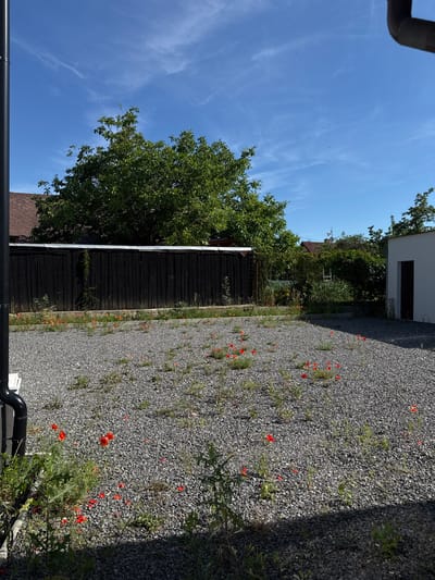 A low-angle, vertical shot captures a gravel driveway lined with blooming red poppies under a bright blue sky with thin, wispy clouds. To the left, a dark wooden shed or outbuilding is visible, partially shaded by the dense green foliage of a large tree. Beyond the shed, a glimpse of a residential building with a reddish-brown tiled roof can be seen, also surrounded by trees. In the distance, a white building with a dark door is situated at the end of the gravel area, suggesting a backyard or industrial setting. The scene is bathed in bright sunlight, indicating it is daytime, likely mid-morning or afternoon, given the clear sky and strong shadows. The poppies are the most prominent color element, scattered across the grey gravel. No people or animals are visible. There is no visible text in the image. The overall impression is one of a rustic outdoor setting on a sunny day.