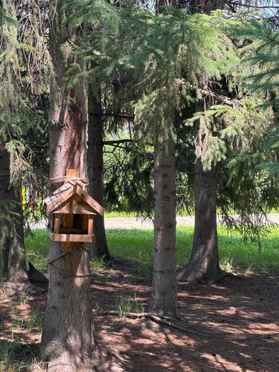 A wooden bird feeder is attached to the trunk of a large spruce tree in a park in Kamensk-Uralsky, Russia. The feeder is constructed from light-colored wood with a pitched roof and an open front. It is secured to the tree with thick rope. The bird feeder is located in a shaded area with other large spruce trees surrounding it. The ground is covered in pine needles and sparse green grass with small white flowers. Sunlight filters through the dense spruce branches, creating dappled shadows on the ground and tree trunks. In the background, beyond the trees, a paved path and more grassy areas are visible.