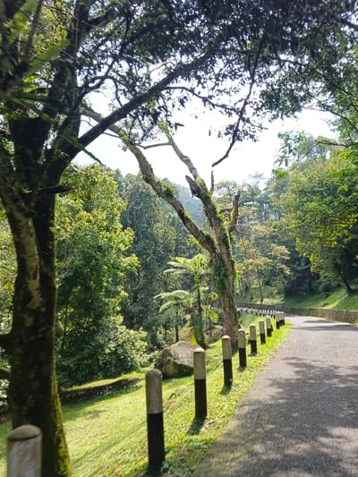 A winding asphalt road snakes through a lush green landscape. Trees with moss-covered branches frame the scene, casting shadows on the road. A row of concrete posts with black painted bases lines the roadside, separating the pavement from a grassy verge. A large rock sits amidst the vegetation. The scene is bathed in soft sunlight, filtered through the dense canopy above.